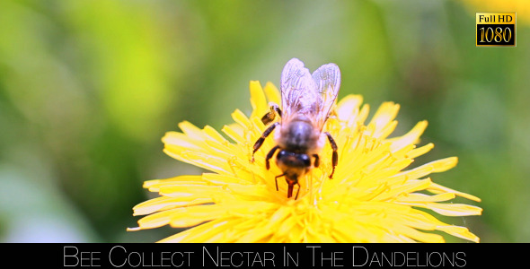 Bee Collects Nectar In The Dandelions 16