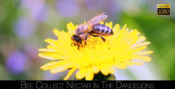 Bee Collects Nectar In The Dandelions 17