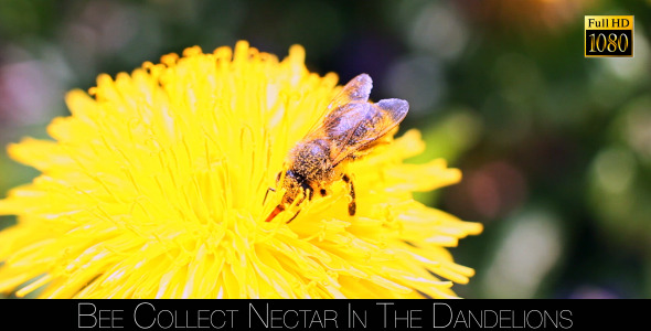 Bee Collects Nectar In The Dandelions 18