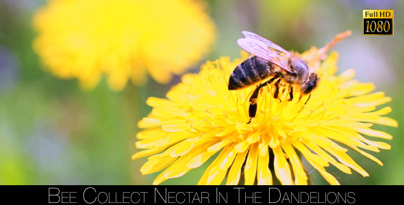 Bee Collects Nectar In The Dandelions 21