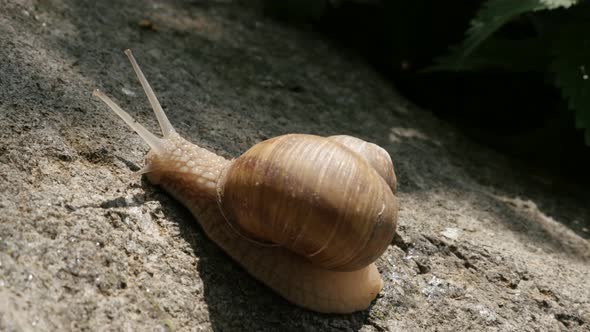 Close-up of Roman or Burgundy snail on the stone 4K 2160p 30fps UltraHD footage - Helix pomatia esca