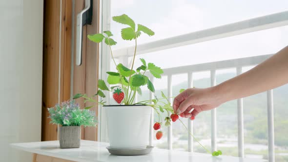 Hand Touching Strawberry Plant In A Pot Indoors - wide shot