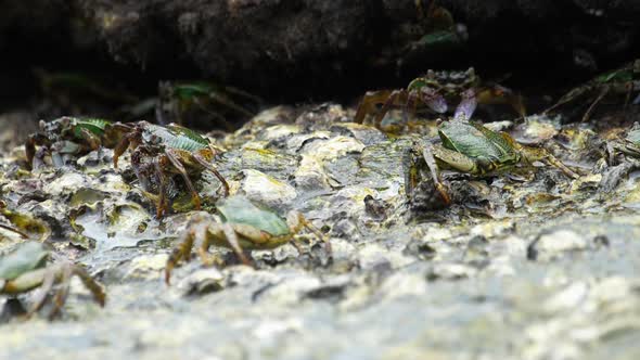 Crabs on the Rock at the Beach