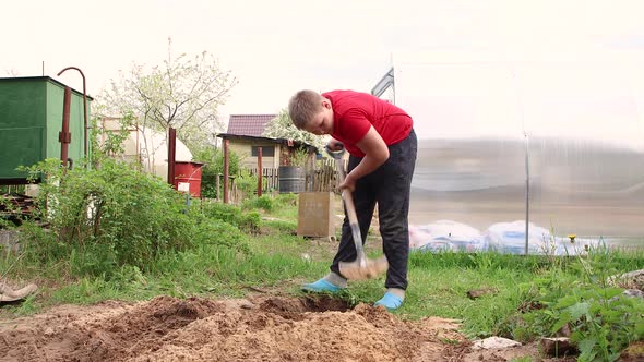 A Clever Boy Skillfully Digs a Hole with a Shovel for Planting a Tree