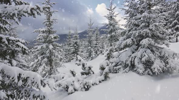 Snowfall in the Forest and Mountains