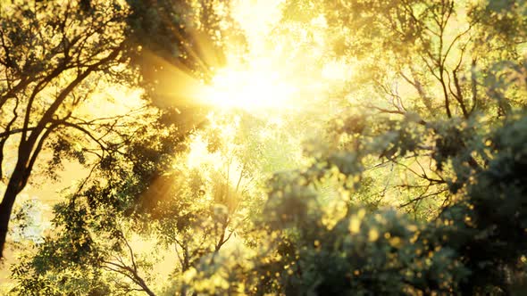 Larch Forest with Sunlight and Shadows at Sunrise