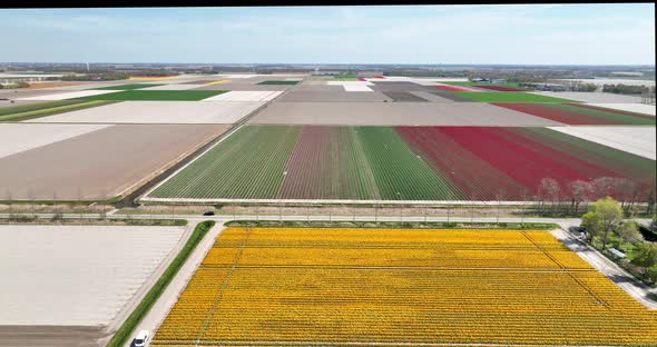 Aerial view of tulip fields and farmland, Flevoland, Netherlands