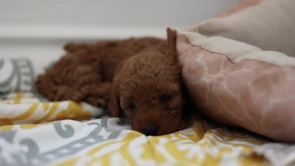 Newborn Goldendoodle Puppy Resting and Sleeping on Blankets