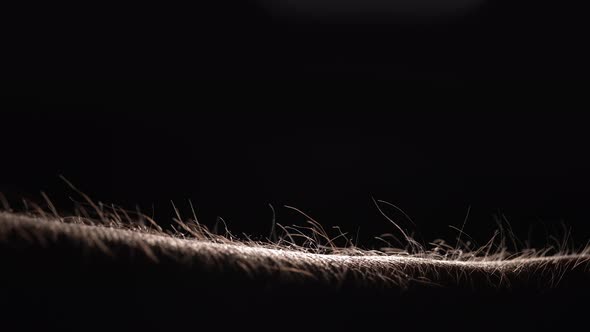 Human Hair Standing on End