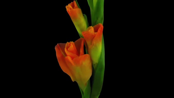 Time-lapse of opening orange gladiolus flower