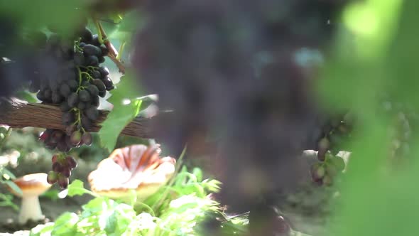 Grapes in the Vineyard Close-up. Ukraine