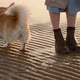 Dog Near Woman Walk on Sand on Beach in Summer Spbi - VideoHive Item for Sale