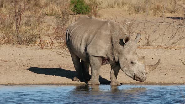 White Rhinoceros At A Waterhole - South Africa