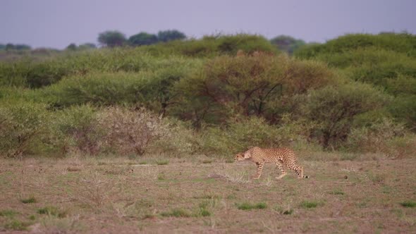 A hungry female cheetah walking and stalking prey at dusk. Kalahari, Africa