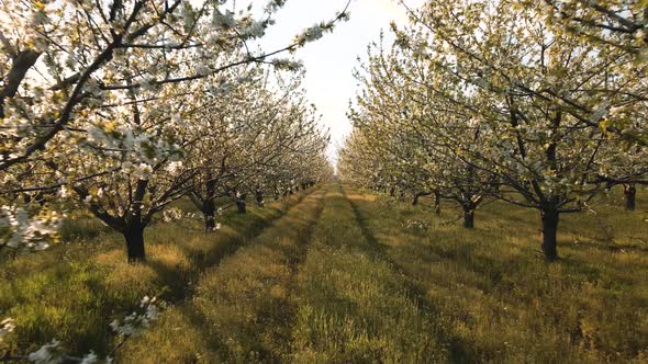 the Drone's Flight Through the Blossoming Cherry Trees