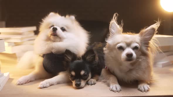 group of little lap dog chihuahua and pomeranian friends sit together