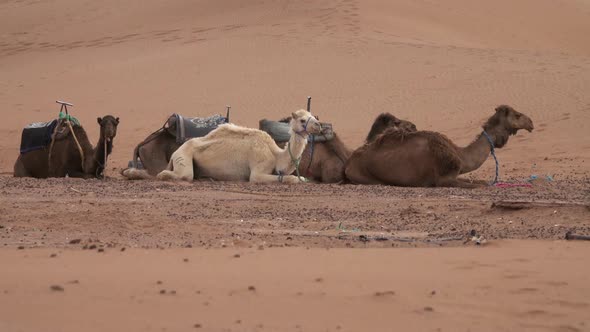 Group of Camels Resting in Sahara Desert