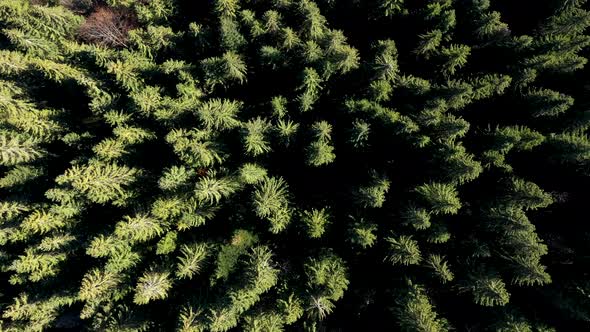 Flying Above an Evergreen Forest. Aerial Drone View