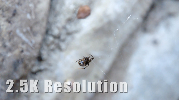 Spider Falls from Web