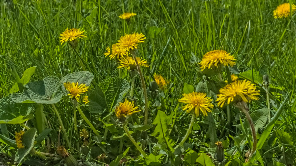 Grass, Dandelion And Bee