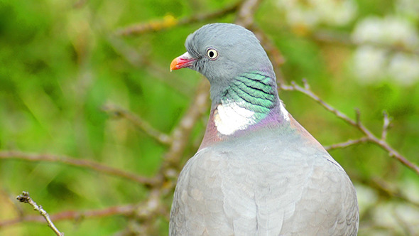 Grey Pigeon Sitting On The Branch
