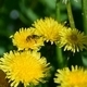 A Bee Collects Pollen from a Dandelion Flower - VideoHive Item for Sale
