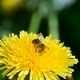 A Bee Collects Pollen from a Dandelion flower - VideoHive Item for Sale
