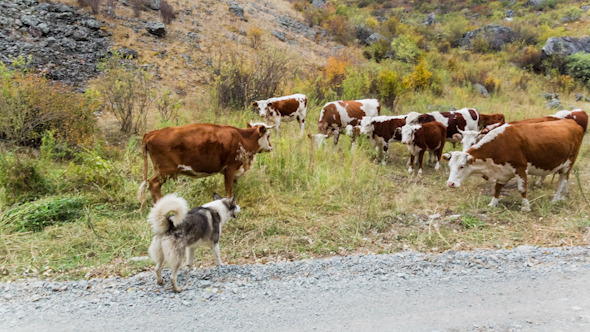 Cow and Dog on Pasture 