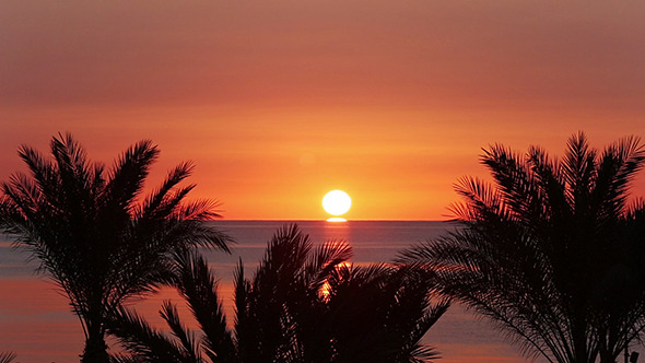 Landscape With Palms And Sunrise Over Sea