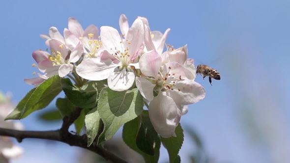 Bee Pollinating Spring Flowers Apple