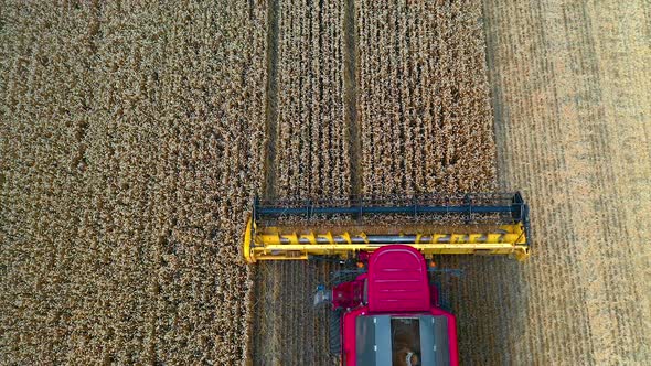 Cutting blades of modern combine machine. Pink and yellow combine harvester collecting ripe agricult