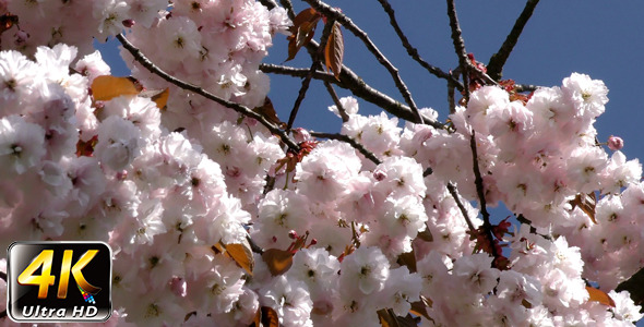 Flowers on Tree 2