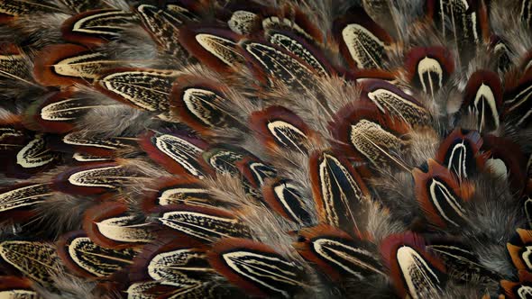 Bird Feathers Rotating Nature Background