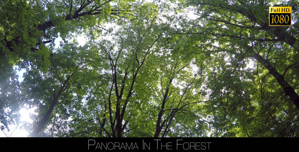 Panorama In The Forest