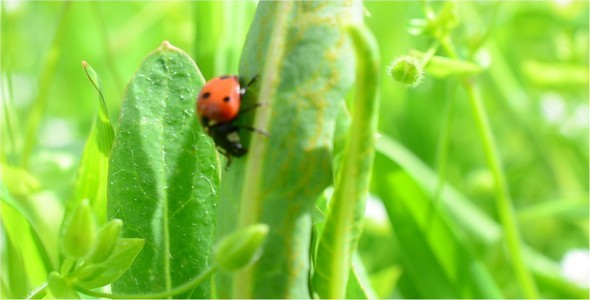 Ladybug 5