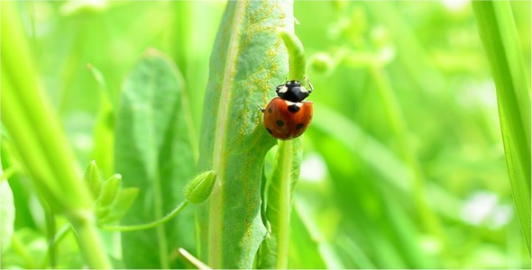 Ladybug 7