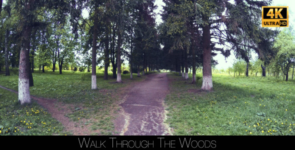 Walk Through The Woods 2