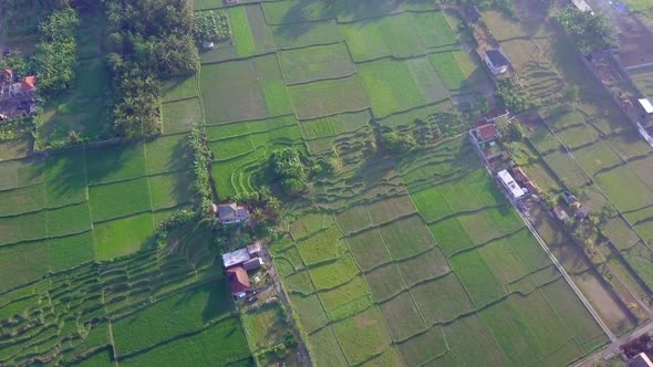 Aerial drone view of the green farming fields in Indonesia.