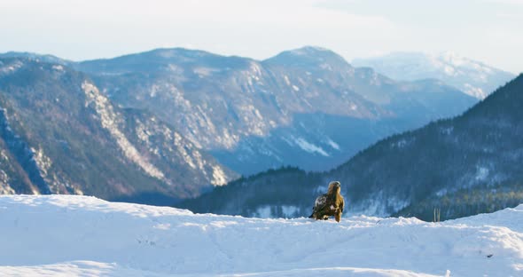 Golden Eagle Landing Next To Rival in the Winter Landscape