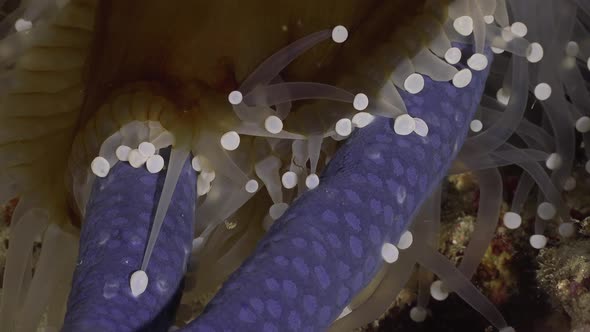 Sea anemone feeding on blue sea star at night. Close up of sea anemone holding blue sea star with it