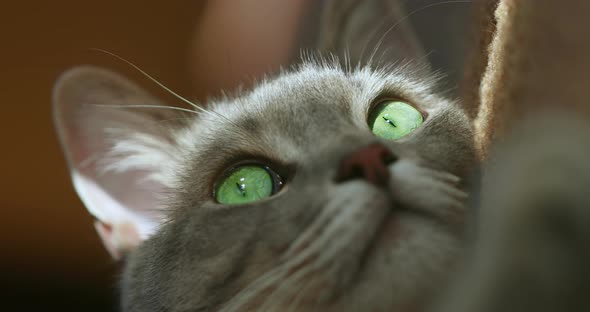 A Close-up Shot of the Face of a Beautiful Gray Cat with Green Eyes Staring Up. Blurring Shot