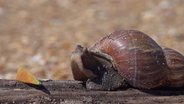 African Giant Snail Achatina Eating Apple Fruit