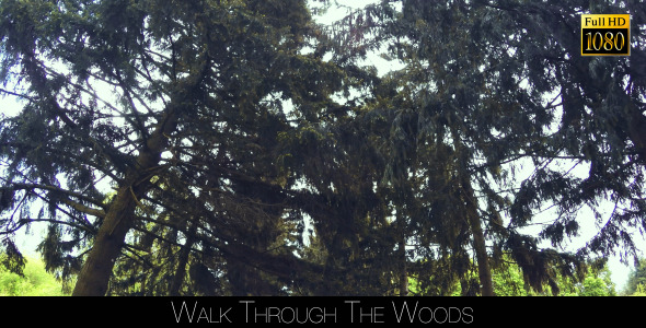 Walk Through The Woods 5