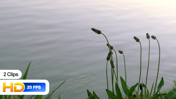 Plants at River Shore