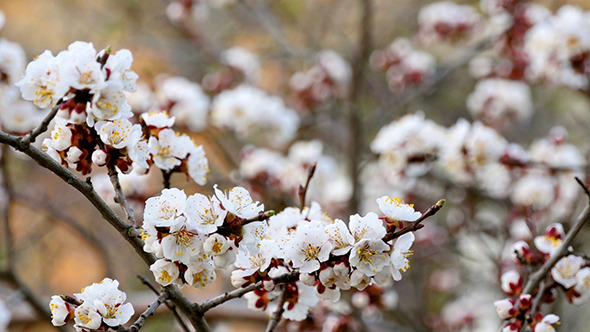Tree Branch With White Flowers