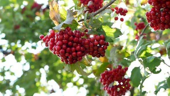 The bunches of viburnum in the autumn rays of the sun. The red, ripe, healthy berries.