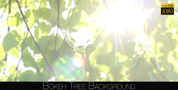 Bokeh Tree Background 13