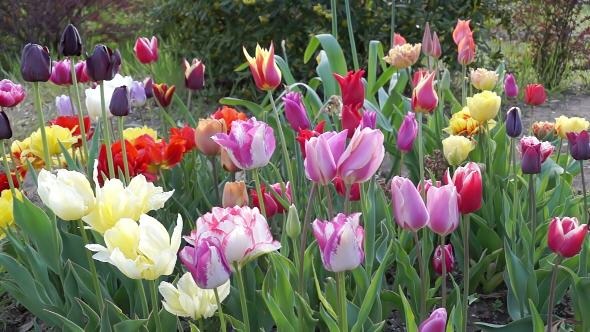 Colorful Tulips in the Spring Garden