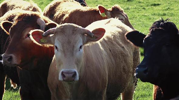 Group Of Cows In Field