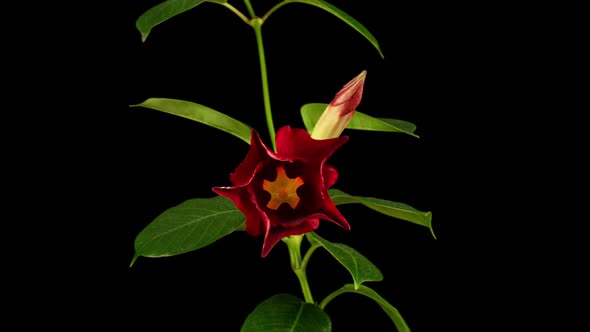 Time Lapse of Blooming Red Flower